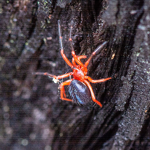 A little hairy in Red - Nicodamidae - Novodamus nodatus  Australia,Geotagged,Novodamus nodatus,Summer,Tasmanian Red-and-black Spider