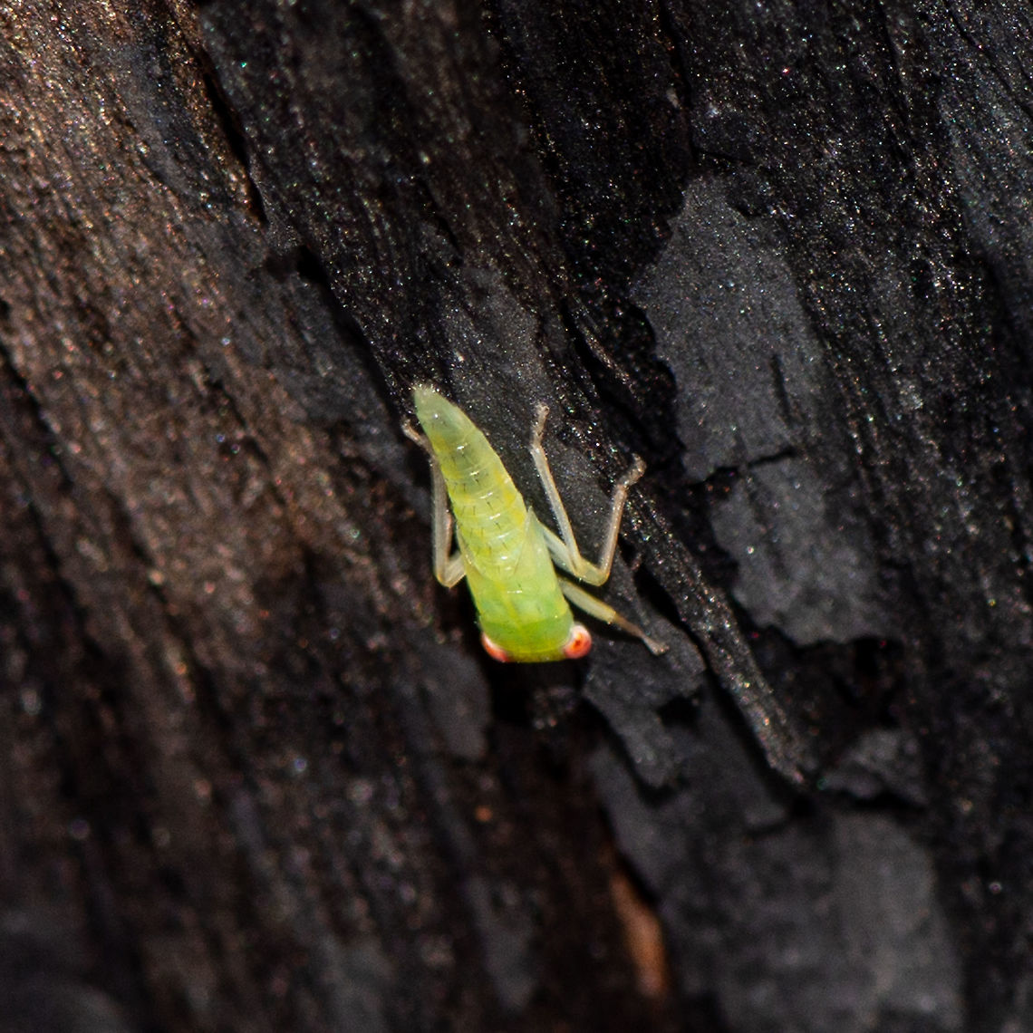 Gum Leafhopper Nymph ? See<br />
<a href="http://www.brisbaneinsects.com/brisbane_leafhoppers/Eurymelidae.htm" rel="nofollow">http://www.brisbaneinsects.com/brisbane_leafhoppers/Eurymelidae.htm</a> Australia,Geotagged,Summer