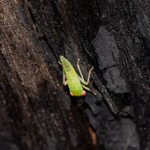 Gum Leafhopper Nymph ? See
http://www.brisbaneinsects.com/brisbane_leafhoppers/Eurymelidae.htm Australia,Geotagged,Summer