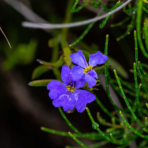 Yellow and Purple - Dampiera stricta ?  Australia,Dampiera stricta,Geotagged,Summer