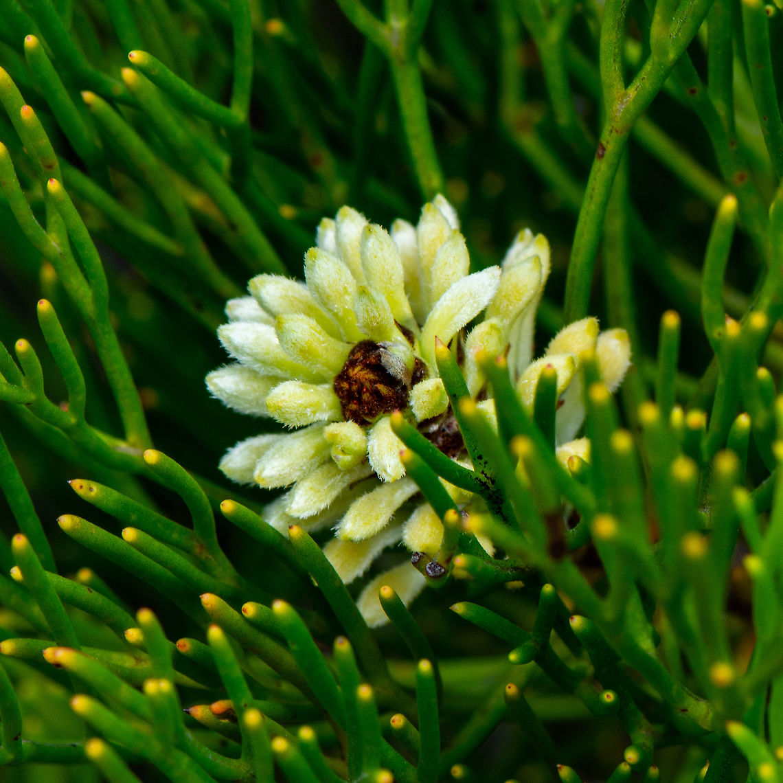 Heathland flower - Petrophile pulchella  Australia,Conesticks,Geotagged,Petrophile pulchella,Summer