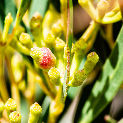 On the Tableland Heath  Australia,Geotagged,Summer