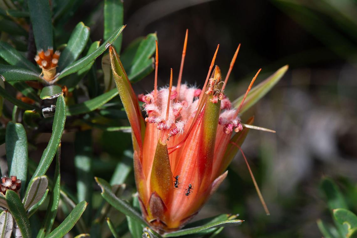 Lambertia formosa Lambertia formosa: The Mountain Devil is the unofficial floral emblem of the Blue Mountains. Australia,Geotagged,Lambertia formosa,Mountain devil,Summer