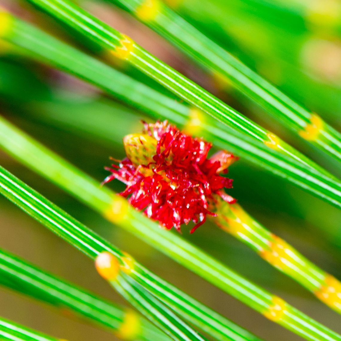 Red Flash of Colour - She Oak - Allocasuarina distyla  Allocasuarina distyla,Australia,Geotagged,Summer