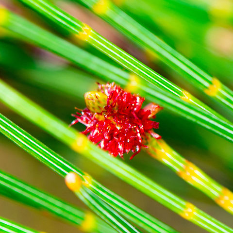 Red Flash of Colour - She Oak - Allocasuarina distyla  Allocasuarina distyla,Australia,Geotagged,Summer
