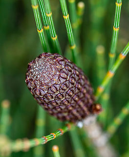Scrub Sheoak Allocasuarina distyla Found on the windy heath land around Lincoln's Rock. Allocasuarina distyla,Australia,Geotagged,Summer