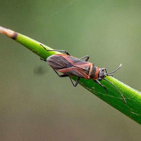 Common Small Milkweed Bug - Arocatus rusticus The Common Small Milkweed Bug adults have the elongated parallel sided body and orange-red with dull black colours. Head is large and triangular. Their antennae and legs are black in colour. They have relatively large eyes on distinct stalks. The thorax is half orange and half dull black. The bugs run quickly along stems and leaves of host plants.
https://www.brisbaneinsects.com/brisbane_lygaeoidbugs/SmallMilkweedBug.htm Arocatus rusticus,Australia,Geotagged,Summer,Swan Plant Seed Bug