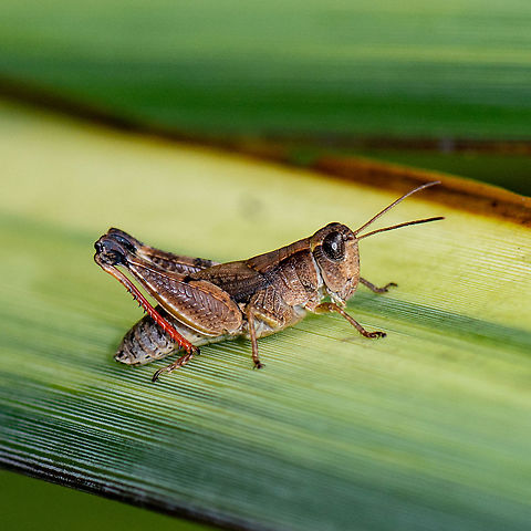 Grasshopper - Phaulacridium vittatum  Australia,Geotagged,Phaulacridium vittatum,Summer