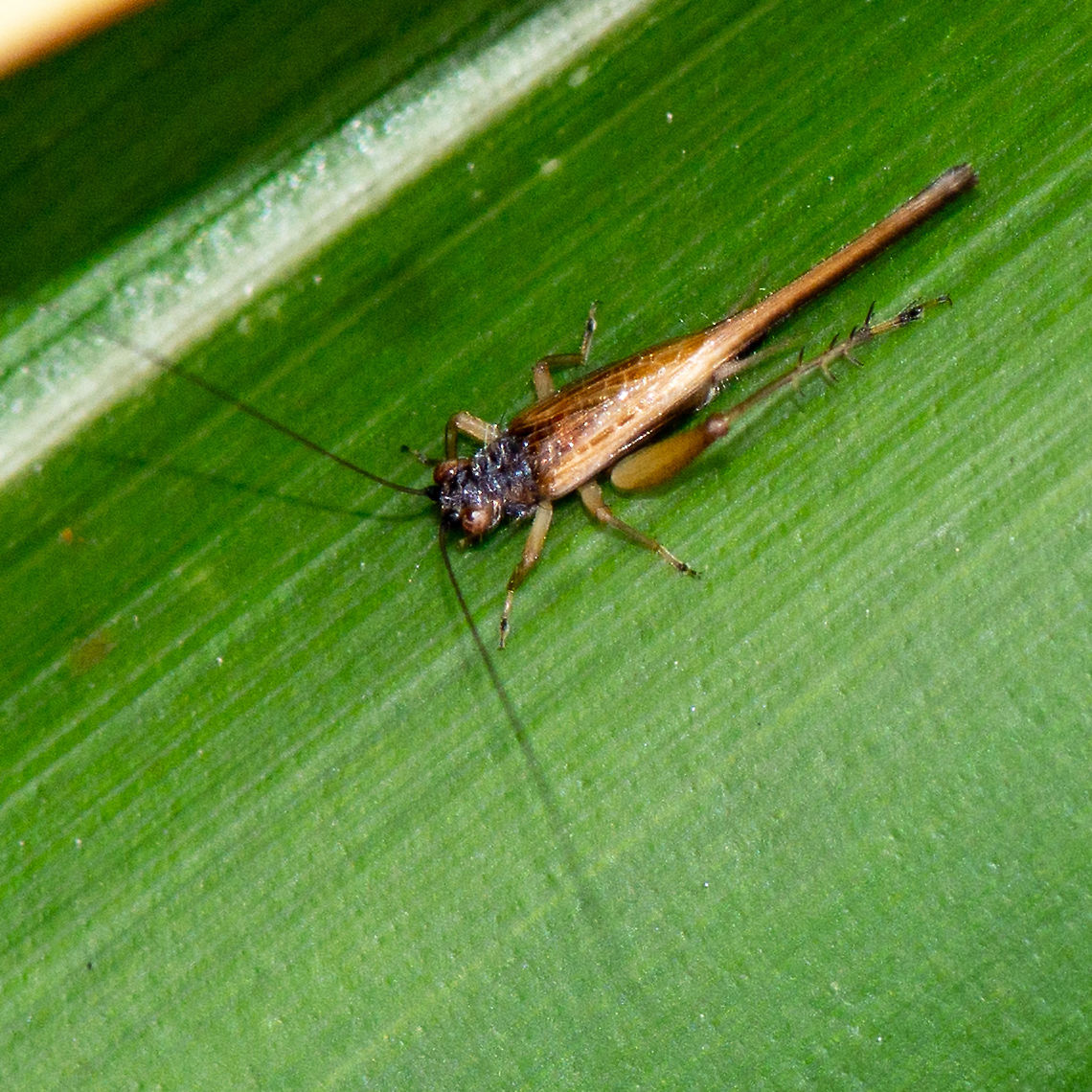 Sword Tailed Cricket - Trigonidiidae - Metioche vittaticolli  Australia,Geotagged,Metioche vittaticollis,Summer