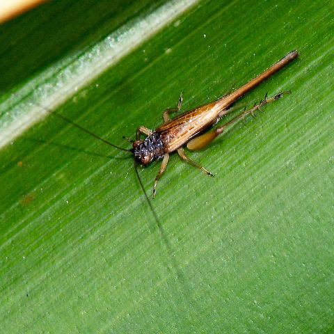 Sword Tailed Cricket - Trigonidiidae - Metioche vittaticolli  Australia,Geotagged,Metioche vittaticollis,Summer