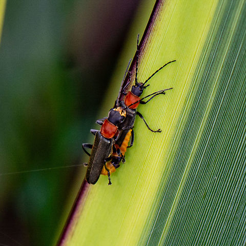 Another Mating Scene - Soldier Beetle - Chauliognathus tricolor  Australia,Chauliognathus tricolor,Geotagged,Summer,Tricolor Soldier Beetle
