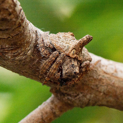 Wraparound Spider Again - Dolophones turrigera Hard to spot but the Hakea seems to be a favourite Australia,Dolophones turrigera,Geotagged,Summer,Turreted Wrap Around Spider