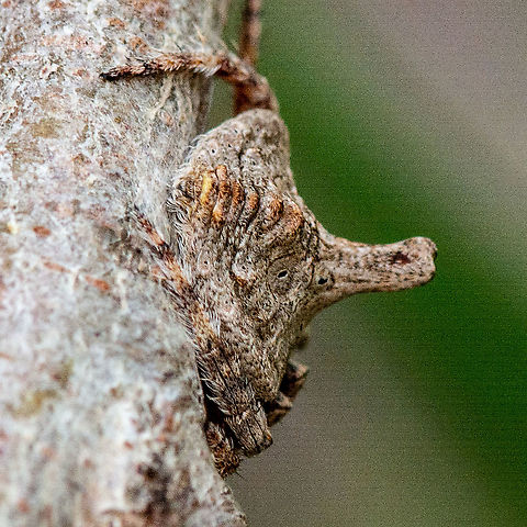 Rear View Wraparound Garden - Dolophones turrigera  Australia,Dolophones turrigera,Geotagged,Summer,Turreted Wrap Around Spider
