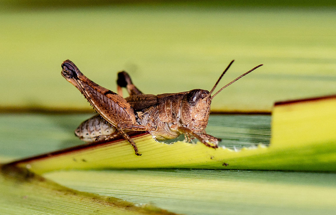 Dinnertime for Hopper - Phaulacridium vittatum  Australia,Geotagged,Phaulacridium vittatum,Summer