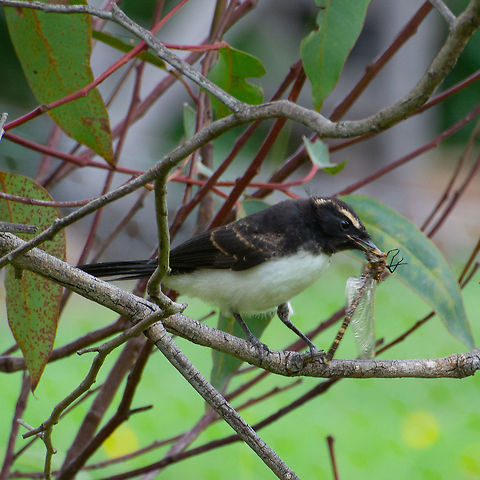 Young Willy Wagtail This young wagtail has just been fed with this dragon fly Australia,Geotagged,Myiagra cyanoleuca,Rhipidura leucophrys,Summer,Willie Wagtail