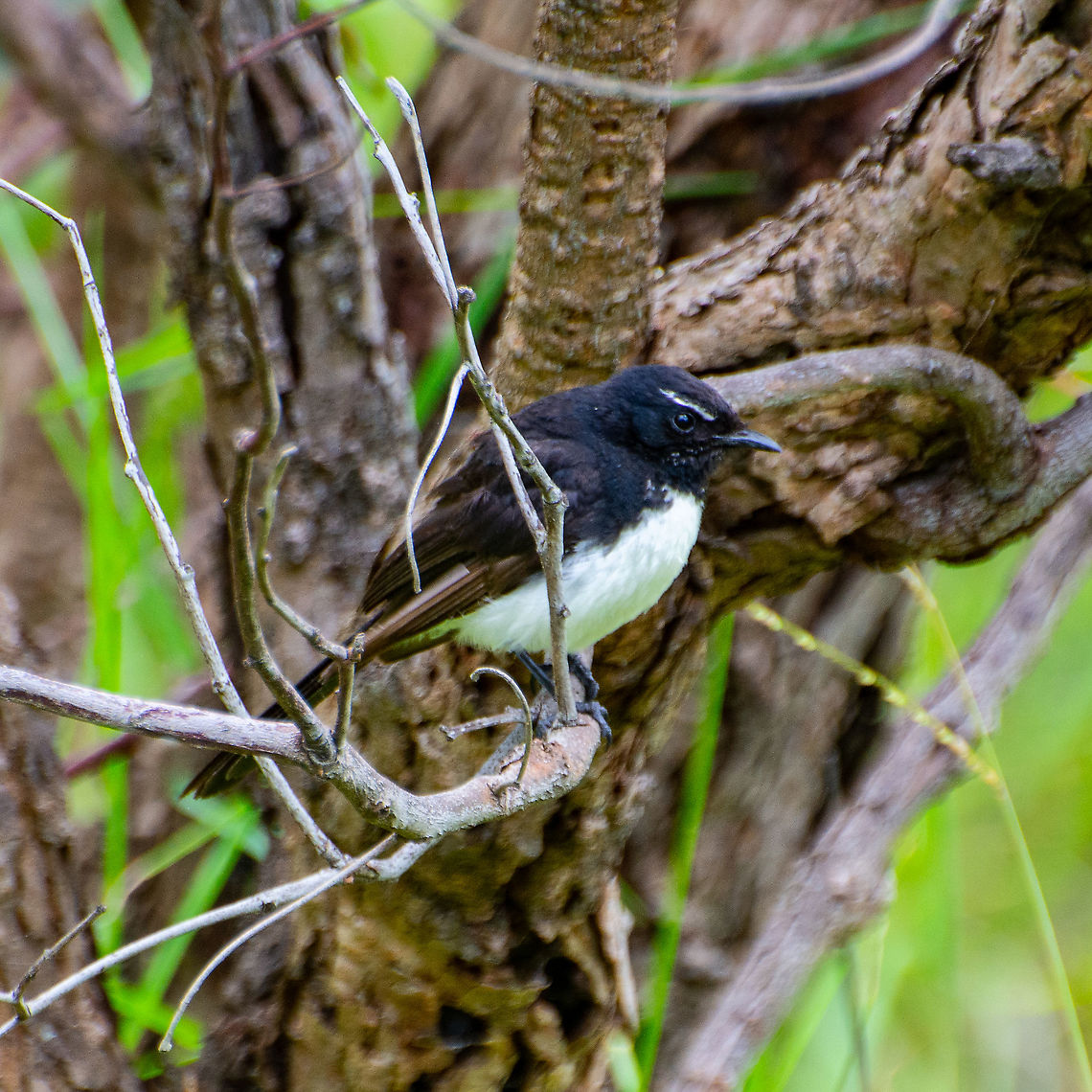 Willy Wagtail The Willie Wagtail is the largest, and most well-known, of the Australian fantails. The plumage is black above with a white belly. The Willie Wagtail can be distinguished from other similar-sized black and white birds by its black throat and white eyebrows and whisker marks. <a href="https://www.birdsinbackyards.net/species/Rhipidura-leucophrys" rel="nofollow">https://www.birdsinbackyards.net/species/Rhipidura-leucophrys</a> Australia,Geotagged,Myiagra cyanoleuca,Rhipidura leucophrys,Satin flycatcher,Summer,Willie Wagtail