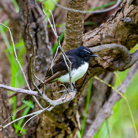 Willy Wagtail The Willie Wagtail is the largest, and most well-known, of the Australian fantails. The plumage is black above with a white belly. The Willie Wagtail can be distinguished from other similar-sized black and white birds by its black throat and white eyebrows and whisker marks. https://www.birdsinbackyards.net/species/Rhipidura-leucophrys Australia,Geotagged,Myiagra cyanoleuca,Rhipidura leucophrys,Satin flycatcher,Summer,Willie Wagtail
