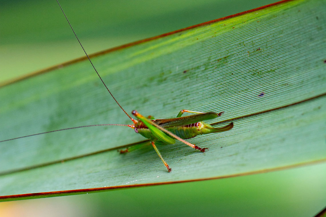 Slender meadow katydid  Australia,Australian Mole Cricket,Blackish meadow katydid,Conocephalus brevipennis,Conocephalus discolor,Conocephalus fasciatus,Conocephalus melanus,Conocephalus semivittatus,Geotagged,Gryllotalpa australis,Long-winged conehead,Short-winged meadow katydid,Slender Meadow Katydid,Summer