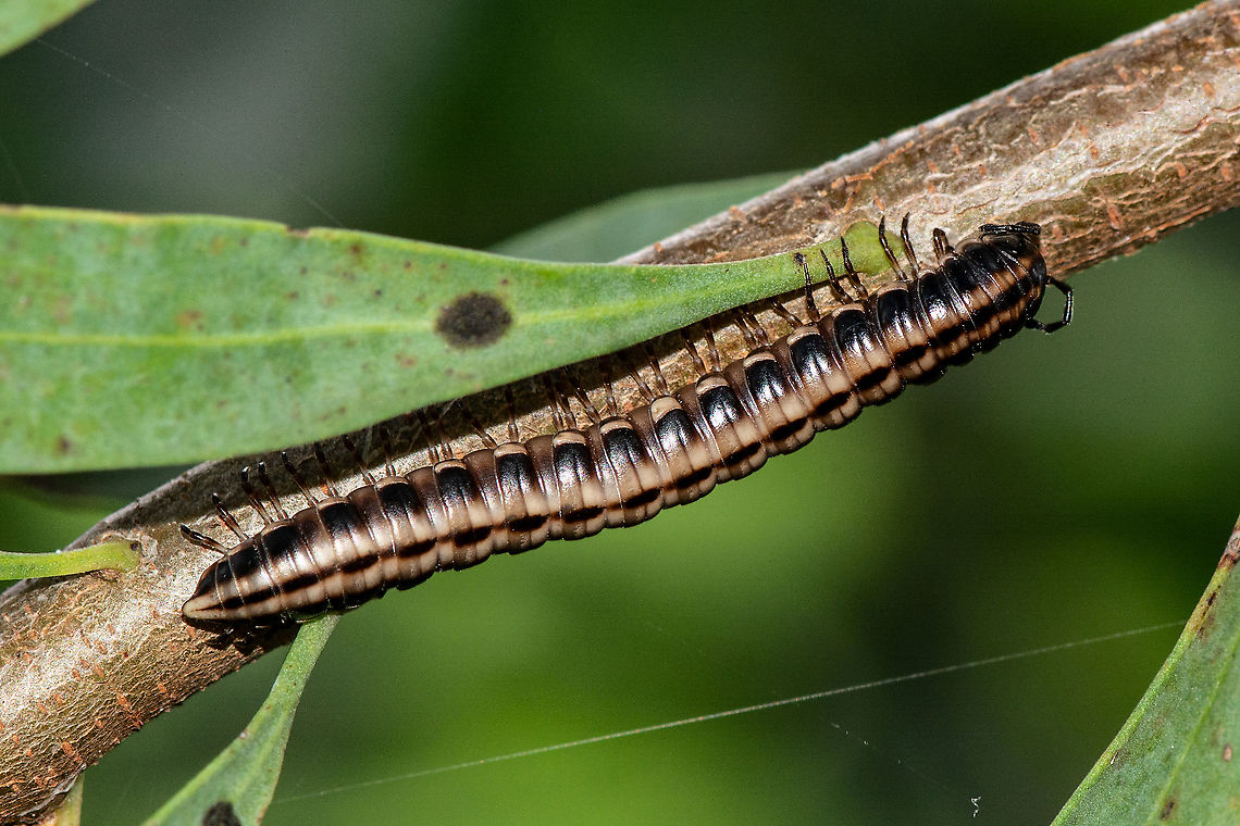 Millipede - Pogonosternum nigrovirgatum Found on Hakea Tree Australia,Geotagged,Pogonosternum nigrovirgatum,Summer