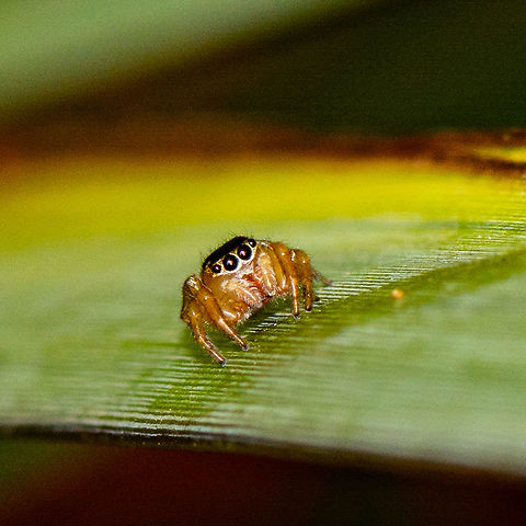 Jumping Spider Hypoblemum scutulatum  A common jumping spider. female. A common jumping spider. female Australia,Geotagged,Hypoblemum scutulatum,Summer,White-banded House Jumping Spider