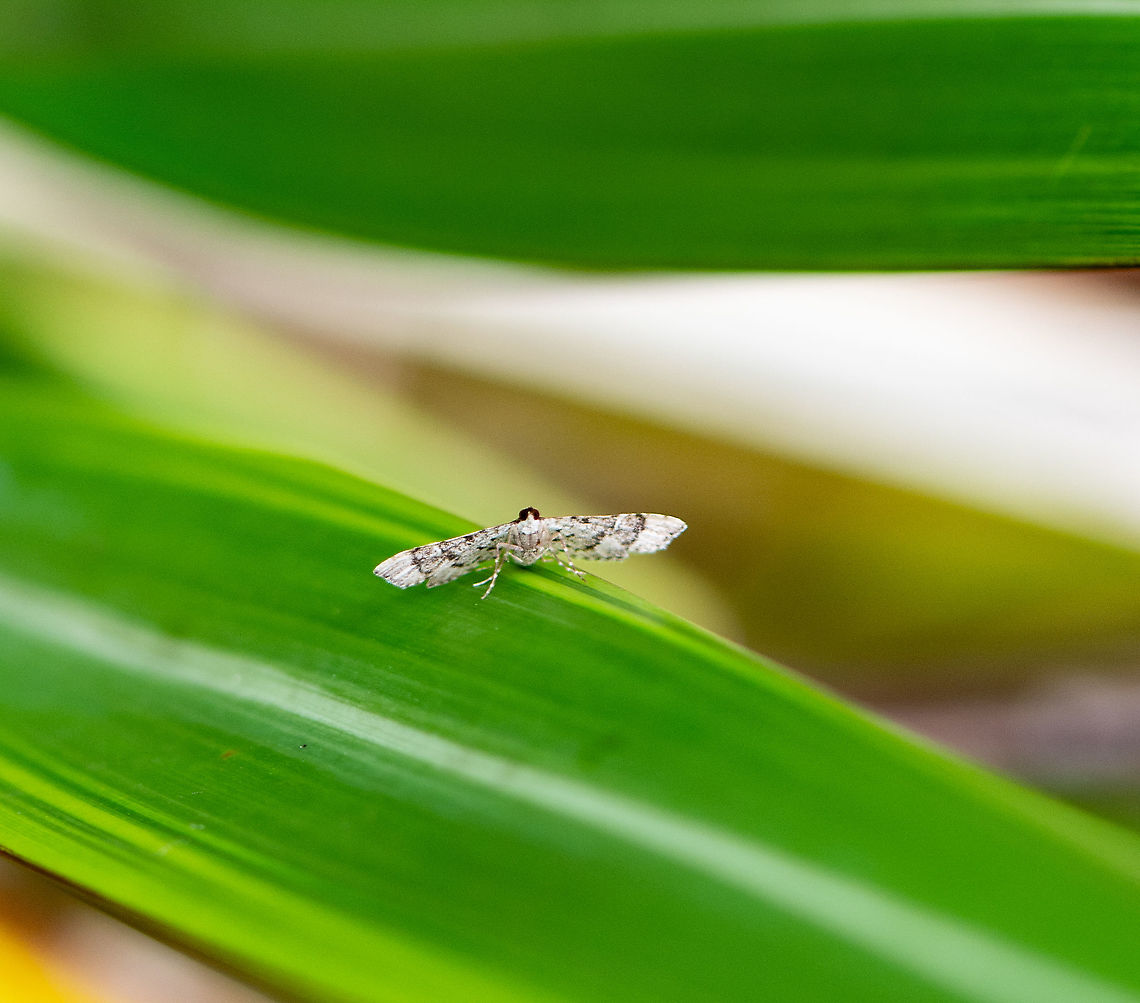 Micro Moth  Australia,Geotagged,Summer