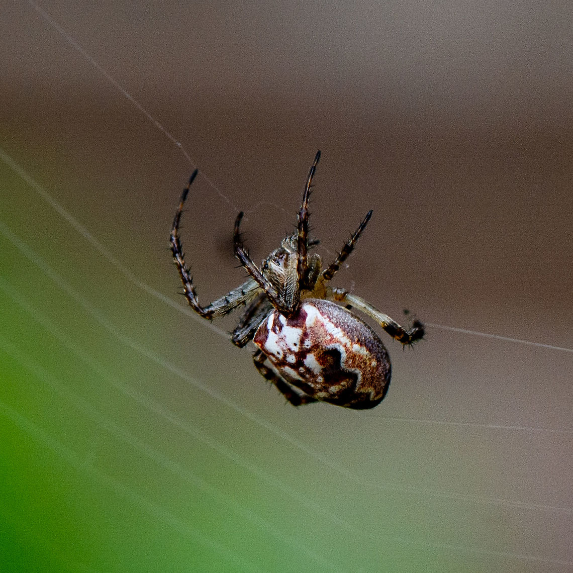 Eastern Grass Orb-weaver - Plebs Eburnus  Australia,Eastern Grass Orb-weaver,Geotagged,Plebs eburnus,Summer
