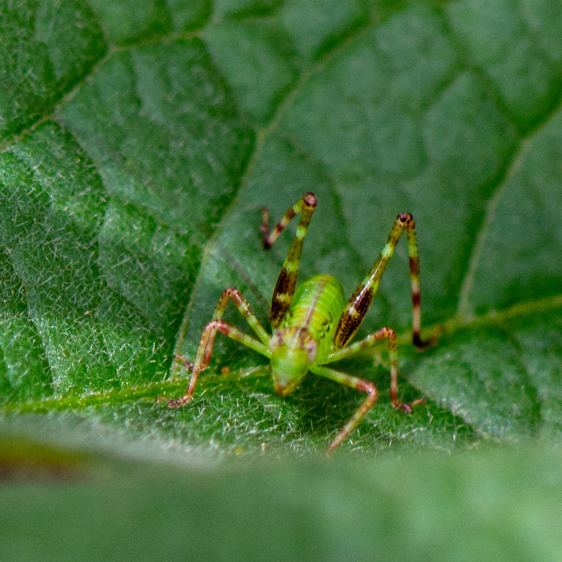 Tiny Hopper - Caedicia simplex nymph  Australia,Caedicia simplex,Geotagged,Summer