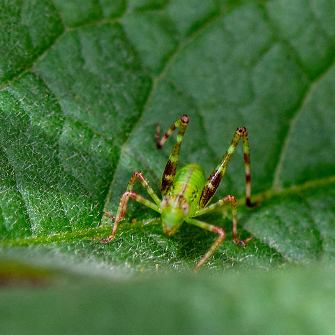 Tiny Hopper - Caedicia simplex nymph  Australia,Caedicia simplex,Geotagged,Summer