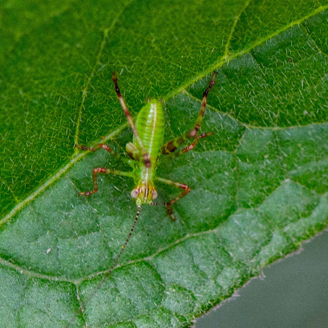 Aerial View Tiny Hopper - Caedicia simplex nymph  Australia,Caedicia simplex,Geotagged,Summer