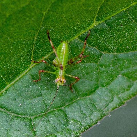 Aerial View Tiny Hopper - Caedicia simplex nymph  Australia,Caedicia simplex,Geotagged,Summer