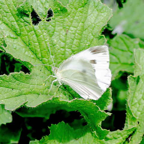 Scourge of the Veggie Patch - Small Cabbage White  Australia,Geotagged,Pieris rapae,Small White,Summer