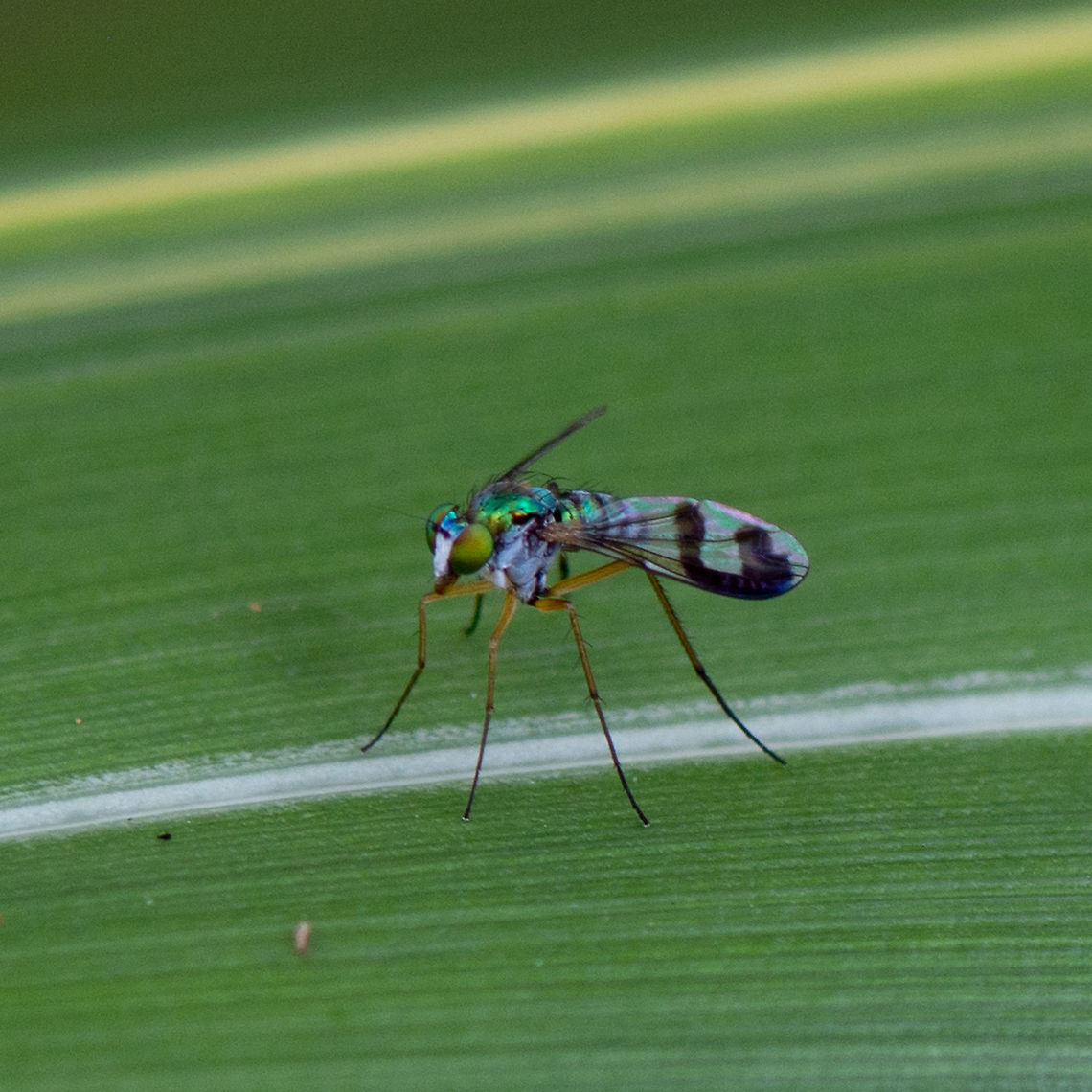 Austrosciapus Zentae  Australia,Austrosciapus Zentae,Geotagged,Summer