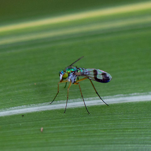 Austrosciapus Zentae  Australia,Austrosciapus Zentae,Geotagged,Summer