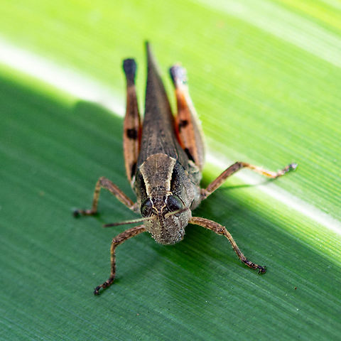 Phaulacridium vittatum  Phaulacridium vittatum