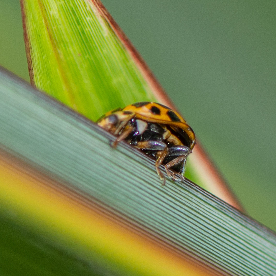 Knees Up Lady Bird - Harmonia conformis  Australia,Geotagged,Harmonia conformis,Large Spotted Ladybird,Summer