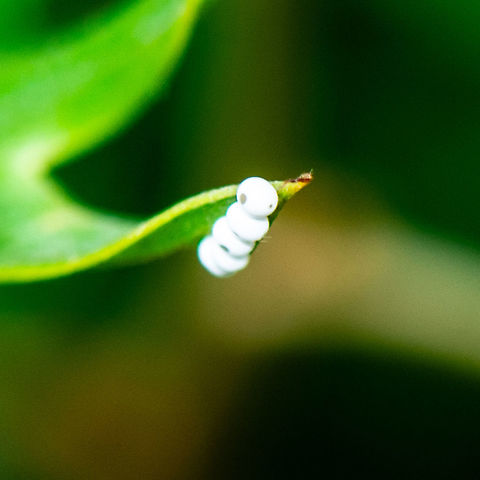 Scale Insects ?  Australia,Geotagged,Summer