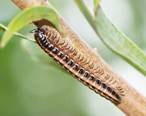 Still in the Hakea  Australia,Geotagged,Pogonosternum nigrovirgatum,Summer