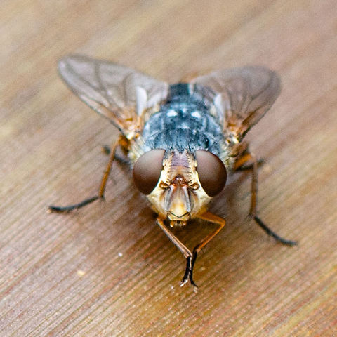 Bristle Fly  - Formosia speciosa What a face Australia,Black and White Giant Fly,Formosia speciosa,Geotagged,Summer