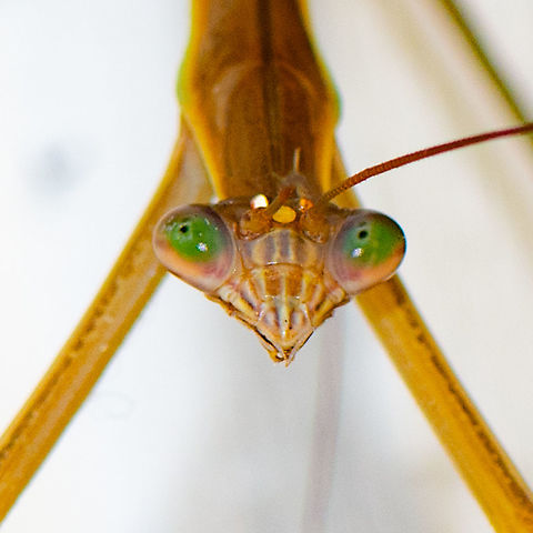 Martian - Mantid - The Tenodera australasiae ?  Australia,Geotagged,Summer,Tenodera australasiae