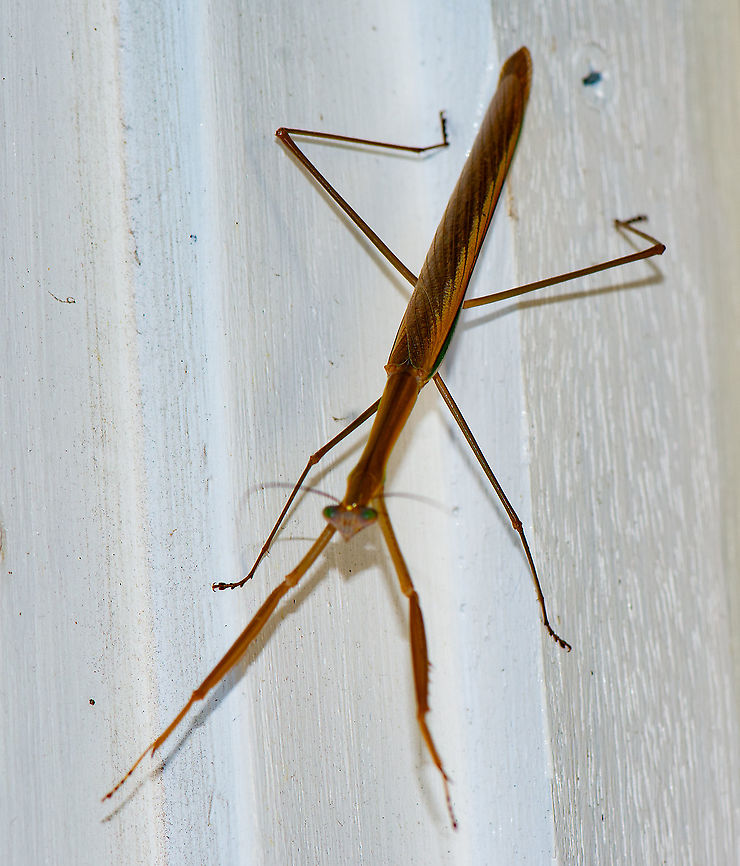 Mantid - The Tenodera australasiae ?  Australia,Geotagged,Summer,Tenodera australasiae