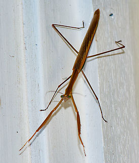 Mantid - The Tenodera australasiae ?  Australia,Geotagged,Summer,Tenodera australasiae