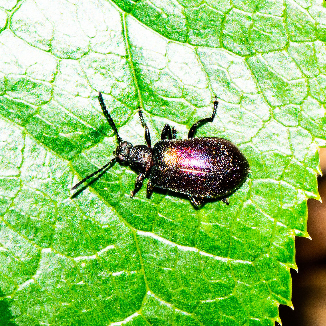 Beetle - Lagriinae  Australia,Geotagged,Summer