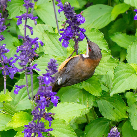 Eastern Spinebill  Acanthorhynchus tenuirostris,Australia,Eastern Spinebill,Geotagged,Summer