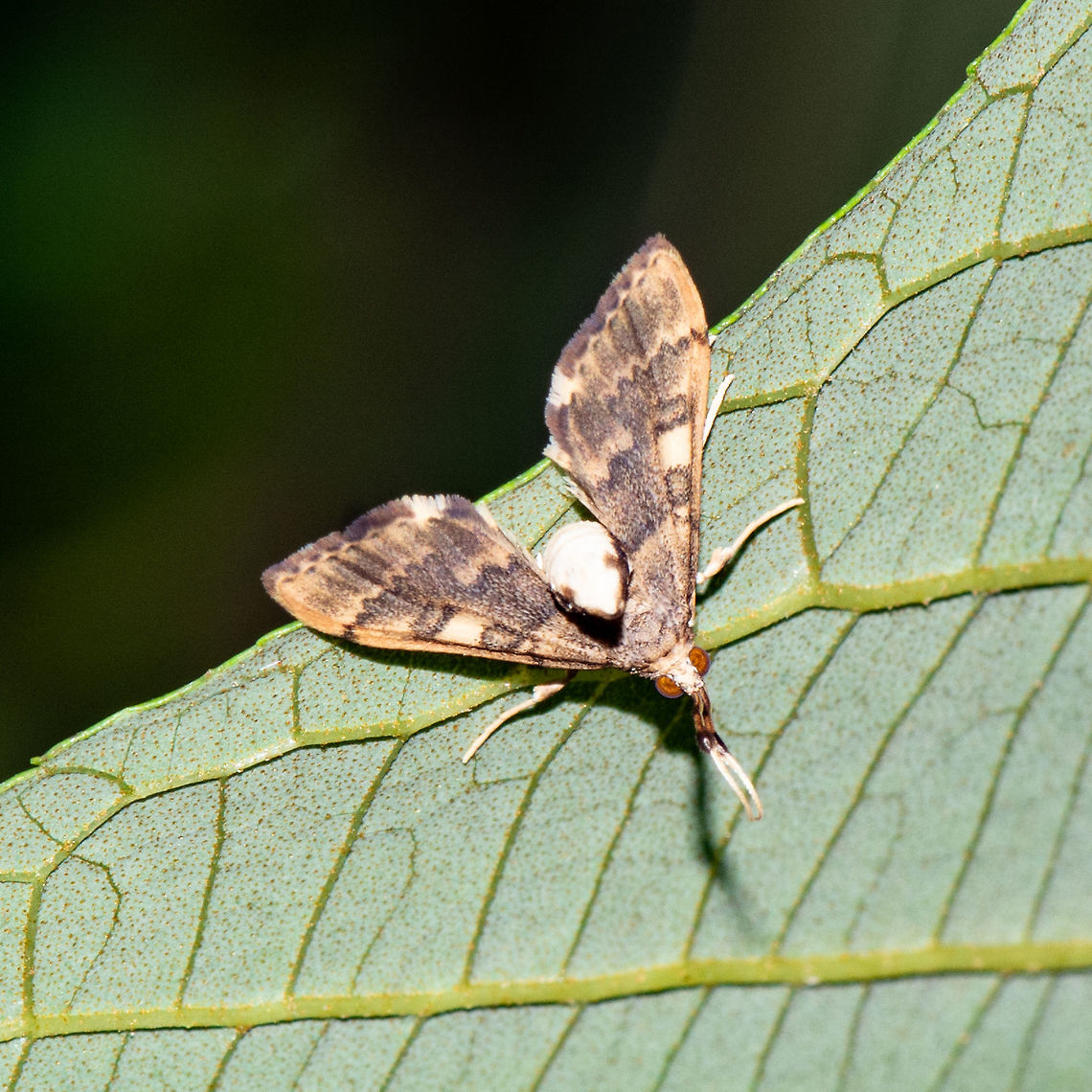 Bendy Moth - Nacoleia rhoeoalis  Australia,Geotagged,Nacoleia rhoeoalis,Summer