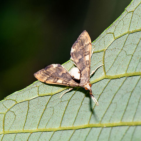 Bendy Moth - Nacoleia rhoeoalis  Australia,Geotagged,Nacoleia rhoeoalis,Summer