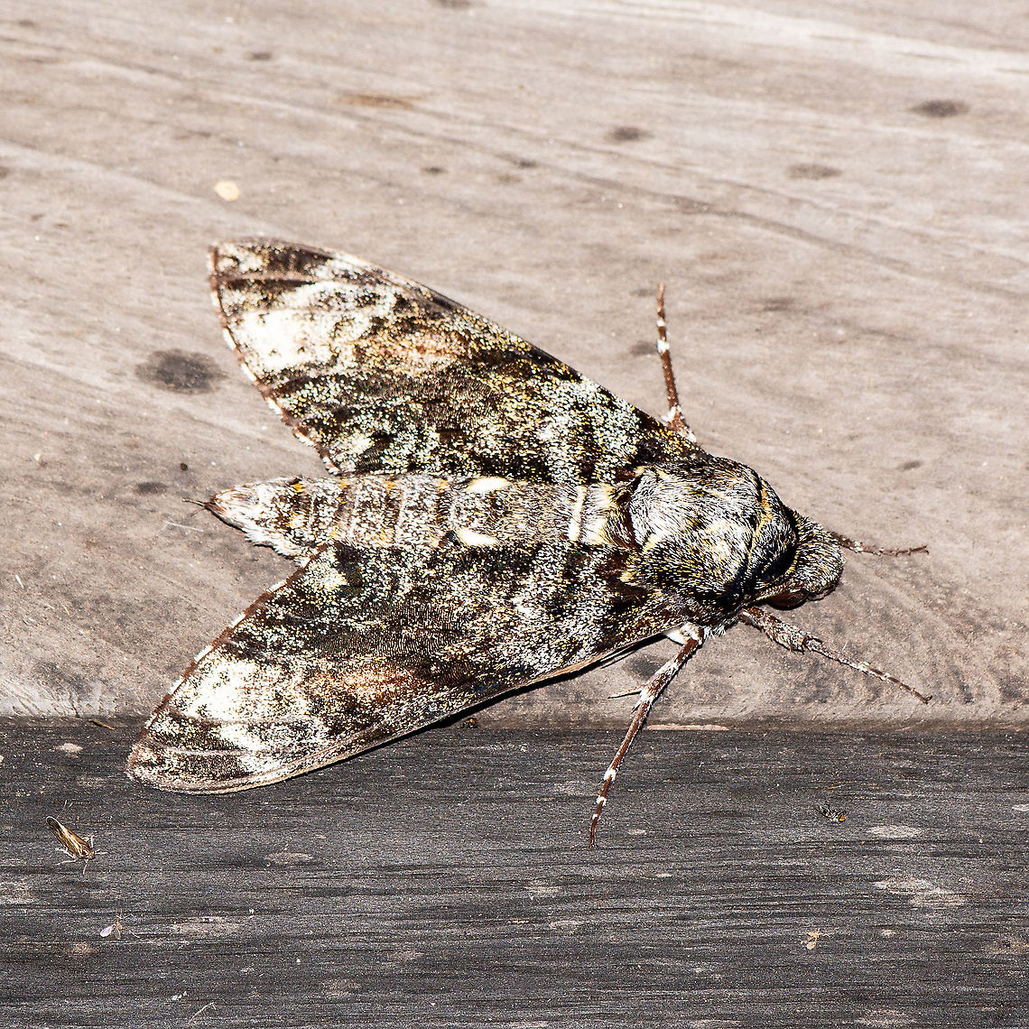 Privet hawk moth  Australia,Geotagged,Psilogramma menephron,Summer