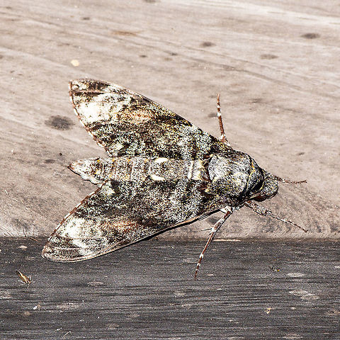 Privet hawk moth  Australia,Geotagged,Psilogramma menephron,Summer