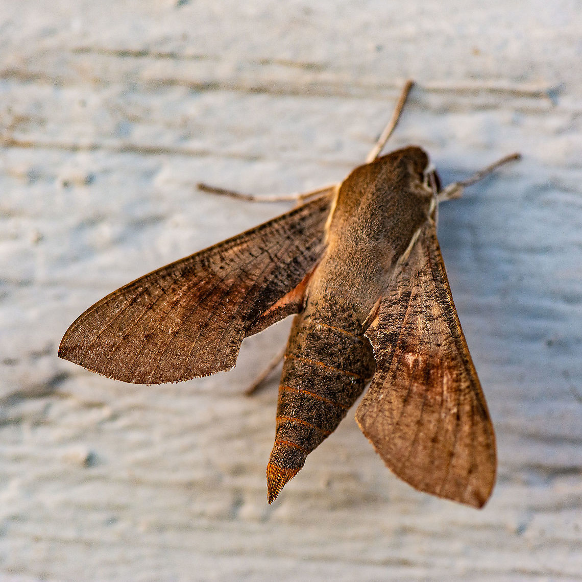 Coprosma Hawk Moth - Hippotion scrofa  Australia,Coprosma Hawk Moth,Geotagged,Hippotion scrofa,Summer