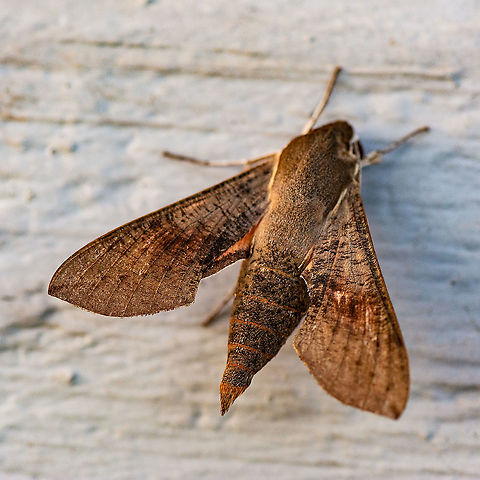 Coprosma Hawk Moth - Hippotion scrofa  Australia,Coprosma Hawk Moth,Geotagged,Hippotion scrofa,Summer