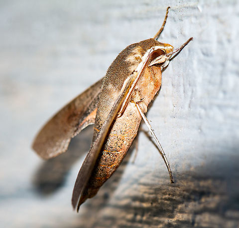 Coprosma Hawk Moth - Hippotion scrofa  Australia,Coprosma Hawk Moth,Geotagged,Hippotion scrofa,Summer